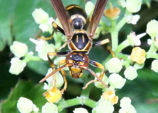 昆虫図鑑・セグロアシナガバチ